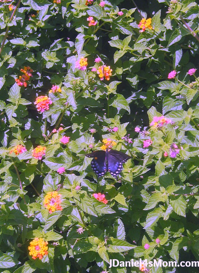 Finding a Butterfly at Legacy Park