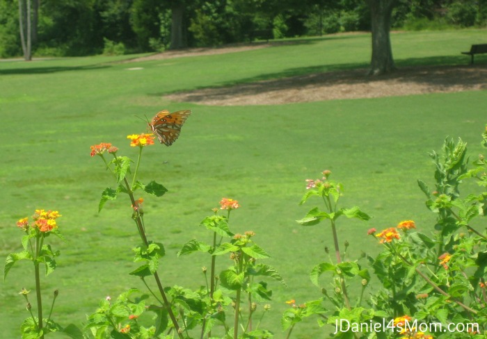 Finding a Butterfly at Legacy Park