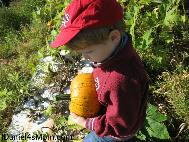 A Very Long Search for a Pumpkin in a Pumpkin Patch