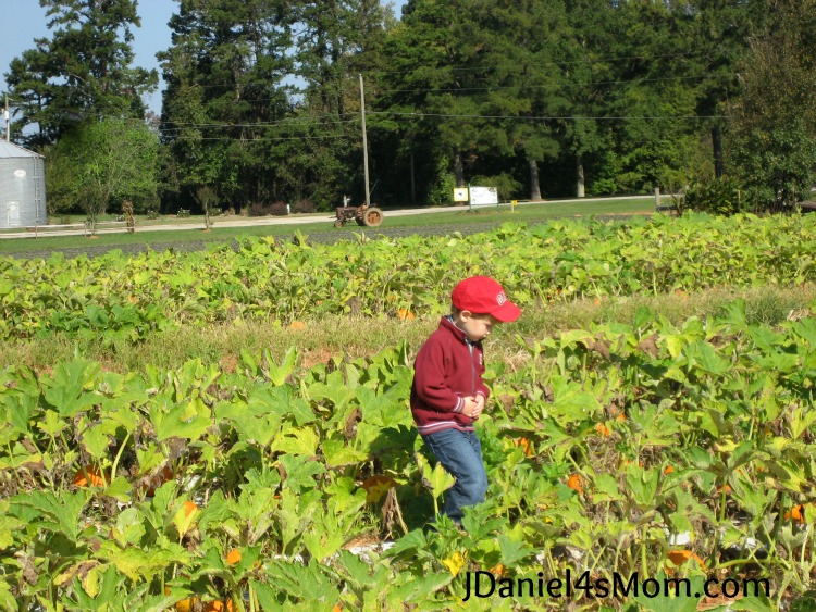 A Very Long Search for a Pumpkin in a Pumpkin Patch