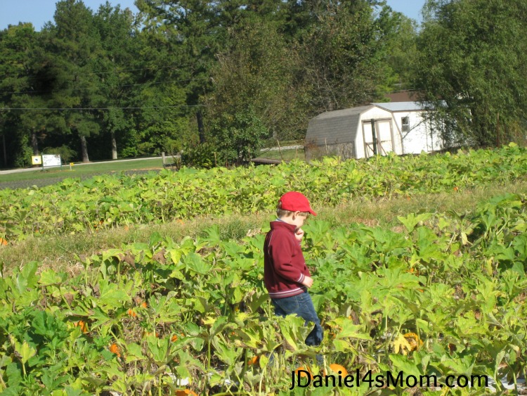 A Very Long Search for a Pumpkin in a Pumpkin Patch