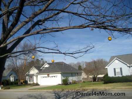 Homemade Bird Ornaments - Read.Explore.Learn.