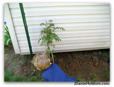 Gardens for Kids- Spider Web Trellis