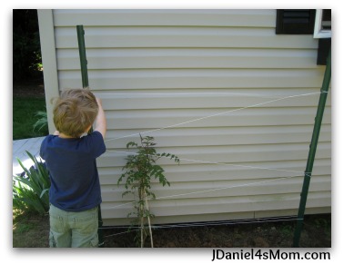 Gardens for Kids- Spider Web Trellis