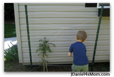 Gardens for Kids- Spider Web Trellis