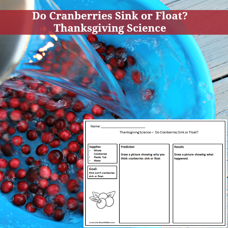 Do Cranberries Sink or Float Thanksgiving Science Experiment