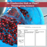 Do Cranberries Sink or Float Thanksgiving Science