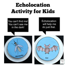 Echolocation Activity for Kids