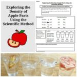 Exploring the Density of Apple Parts Using the Scientific Method with a Free Printable