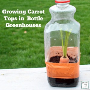 Growing Carrot Tops in Bottle Greenhouses