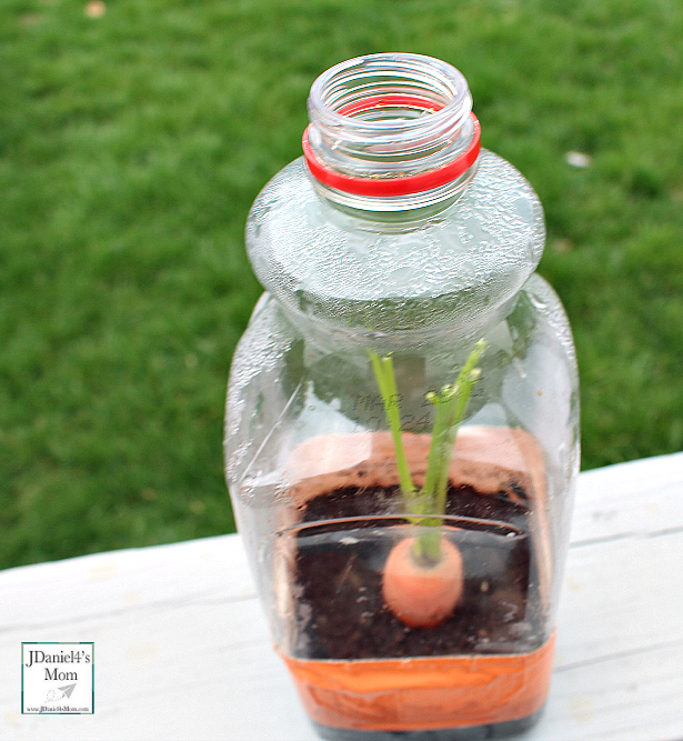 Growing Carrot Tops in a Bottle Greenhouses - How to add Water
