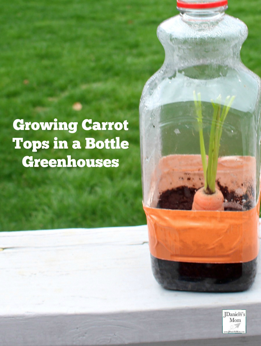Growing Carrot Tops in a Bottle Greenhouses - Your children at home and students at school will have fun watching the carrot's top grow up  and the carrot's roots growing down in the bottle greenhouse.