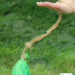 Here Are Simple Experiments for Kids with Fun Balloon Yo-Yos
