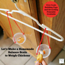 Homemade Balance Scale and Let's Weigh a Chicken Activity