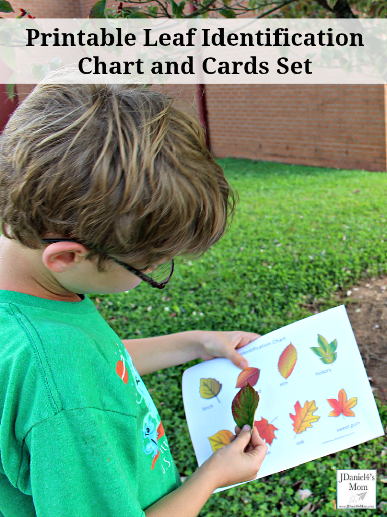 printable-leaf-identification-chart-and-cards-set