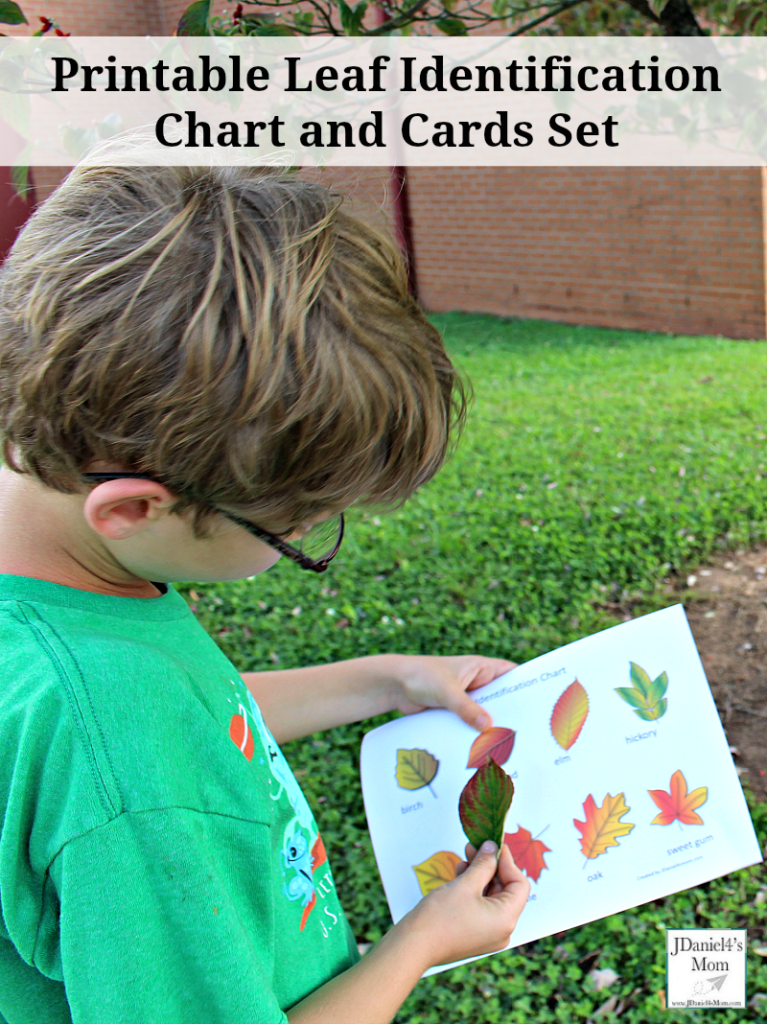 Printable Leaf Identification Chart And Cards Set