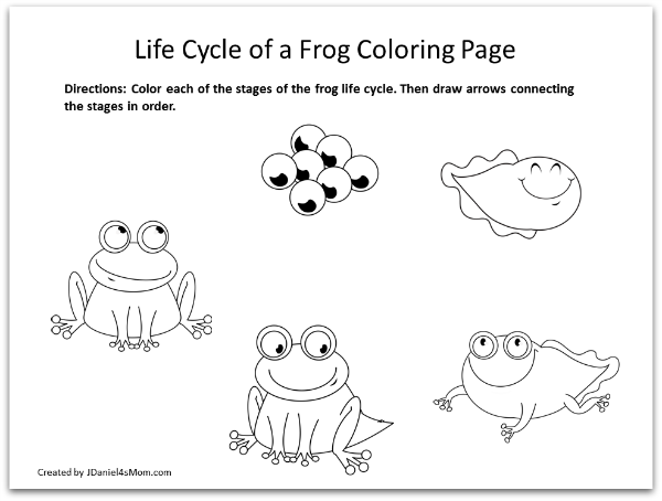 Frog Coloring Pages and Learning Activities- Life Cycle of a Frog Coloring Page