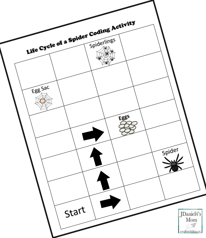 spider life cycle worksheet