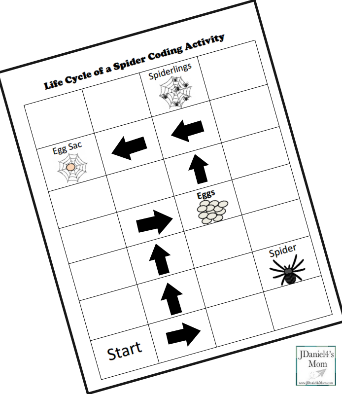 Life Cycle of a Spider Coding Activity- Step Three