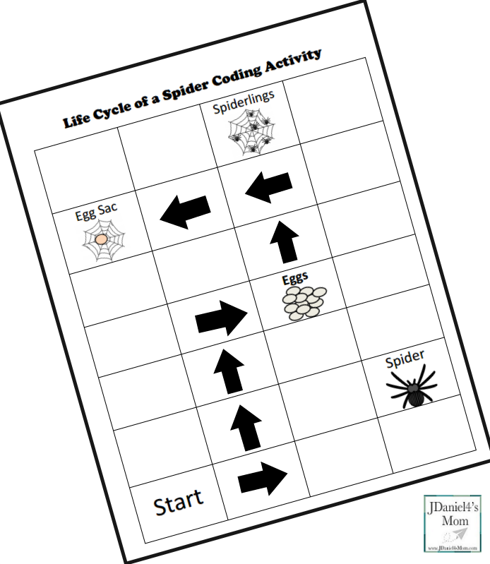 life cycle of a spider for kids