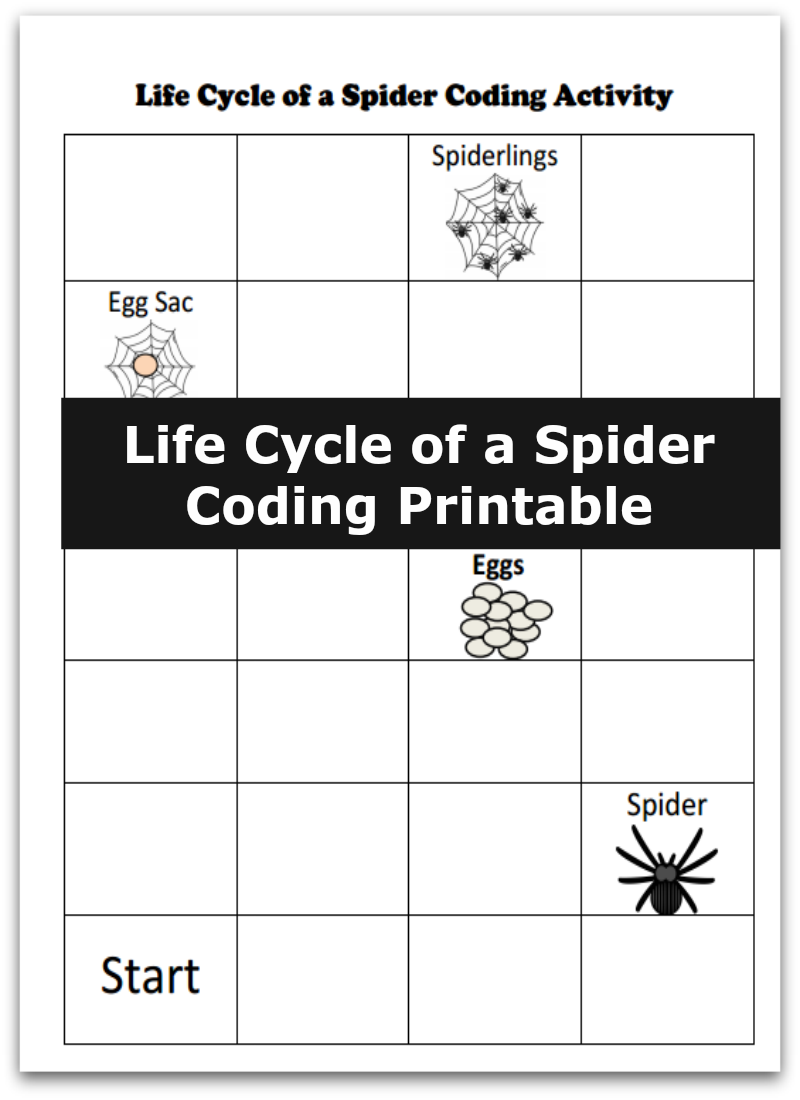 life cycle of a spider for kids