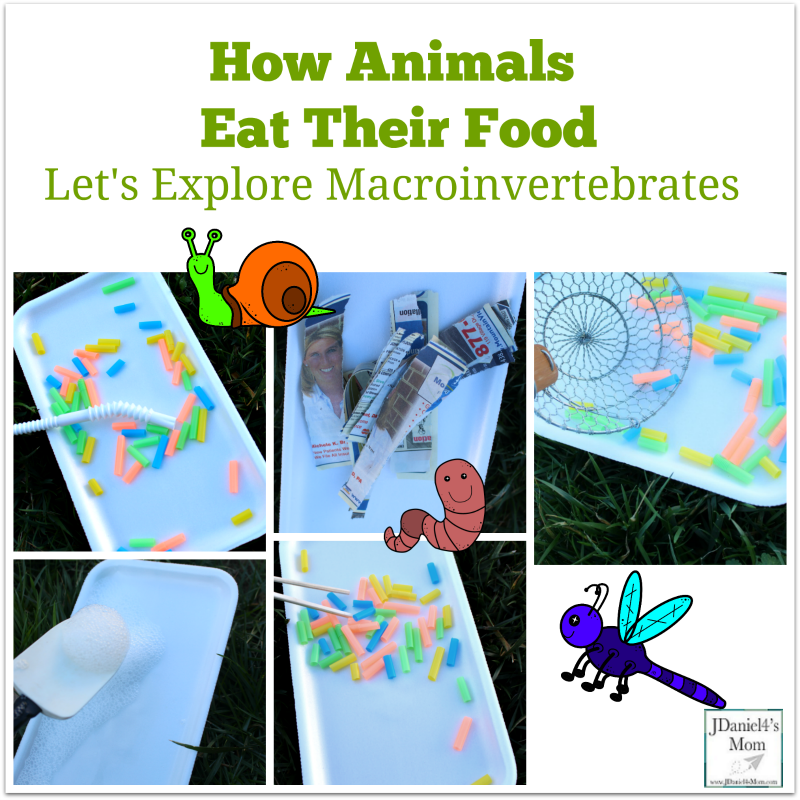 How Animals Eat Their Food- Let's Explore Macroinvertebrates