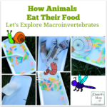 How Animals Eat Their Food- Let's Explore Macroinvertebrates- Children will learn how five different macrointvertebrates eat at these interactive learning stations.