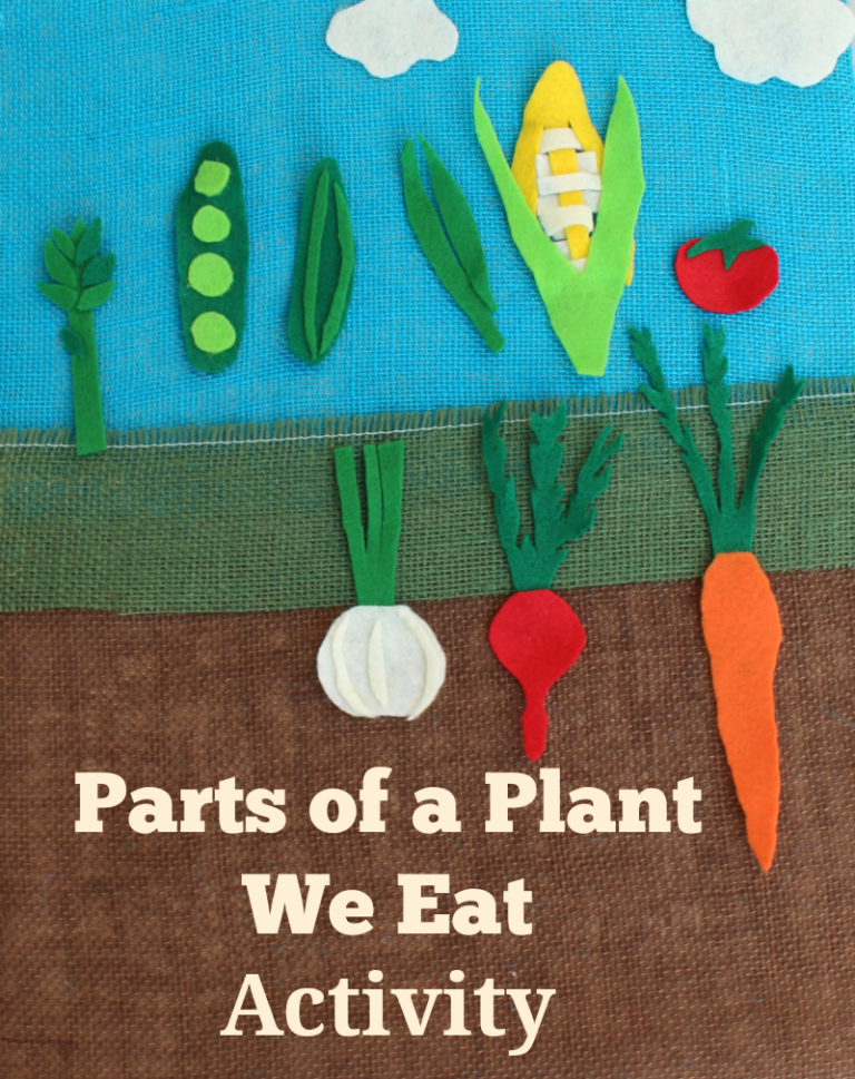 Parts of a Plant We Eat Activity JDaniel4s Mom