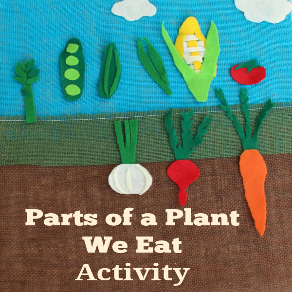 Parts of a Plant We Eat Activity- This activity can be done with felt veggies or a set of free printable veggies.