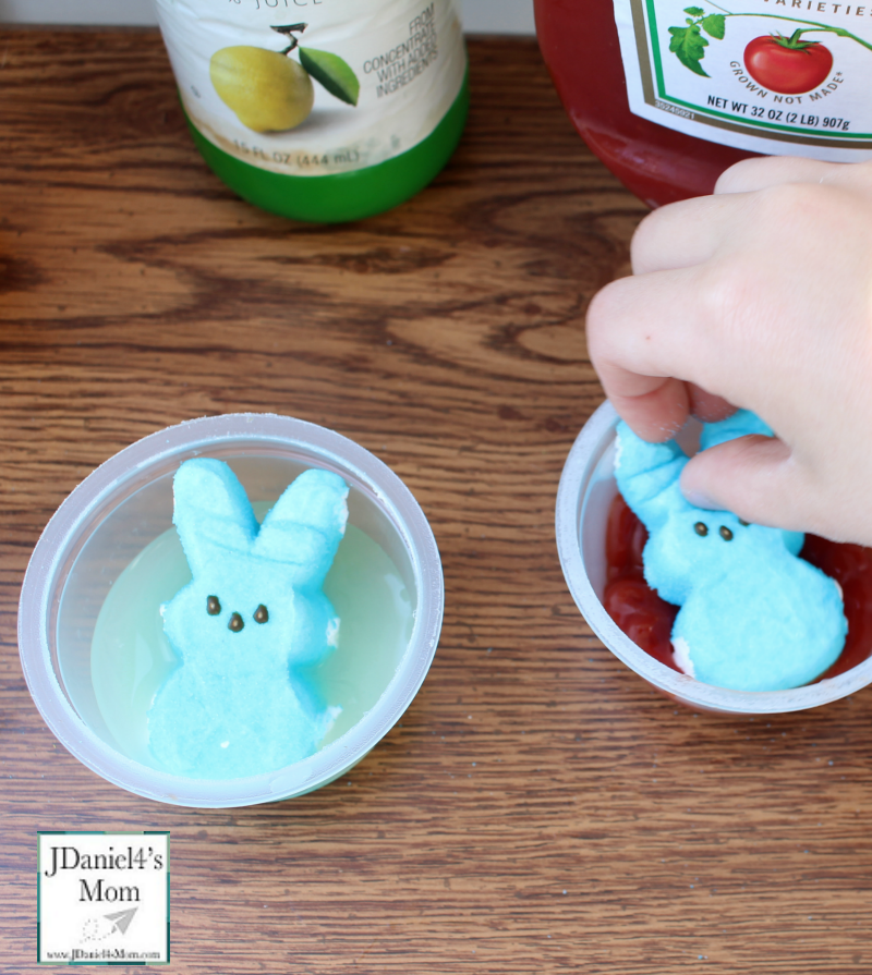 Peeps Experiment with Free Printables- Effects of Liquids on Peeps- Placing the Peeps in liquids.