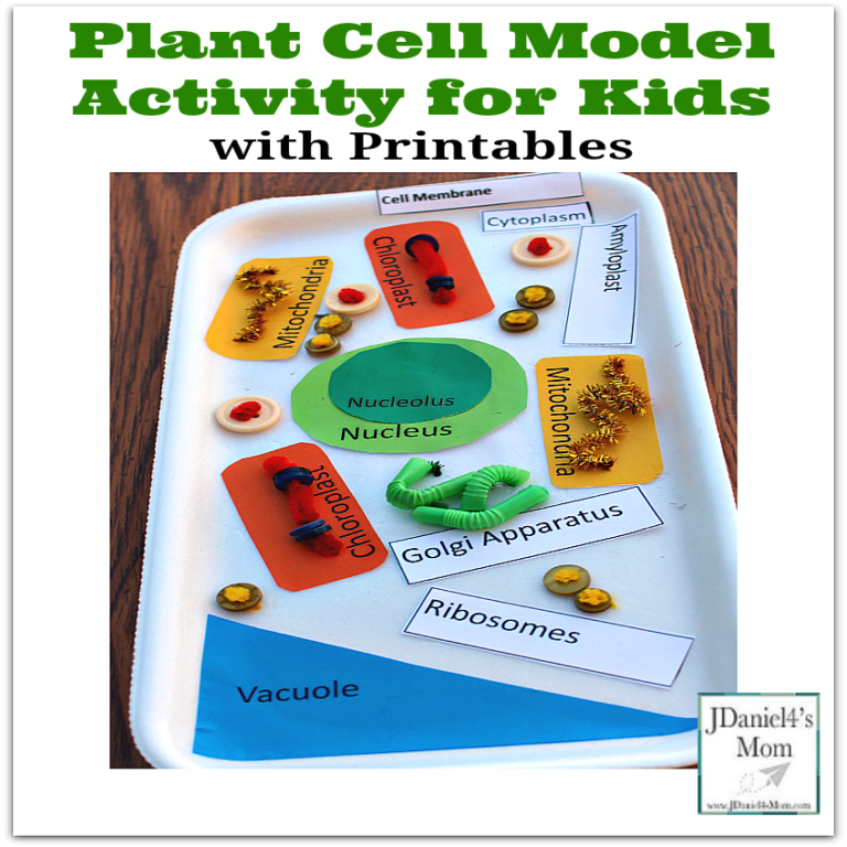 This contains an image of: Plant Cell Model Activity for Kids with Printables to Use