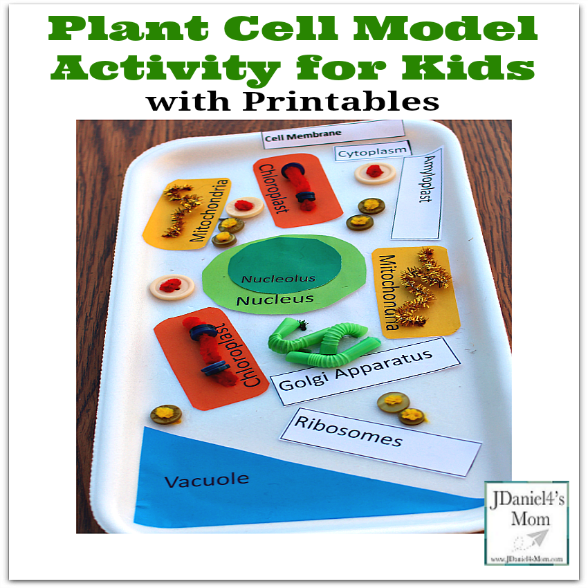 plant cell model for kids to make