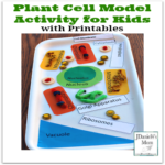 Plant Cell Model Activity for Kids with Printables - Kids will have fun crafting a plant cell.