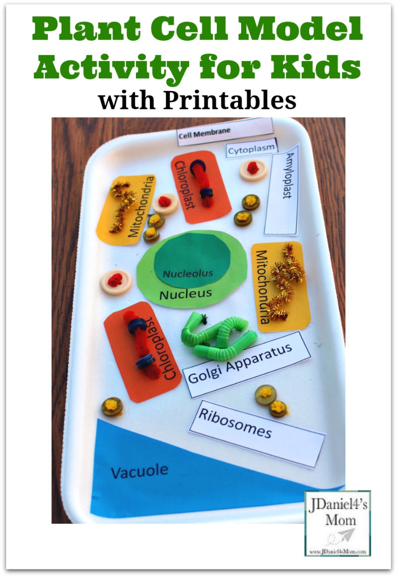 Plant Cell Model Activity for Kids with Printable Plant Sections and Labels