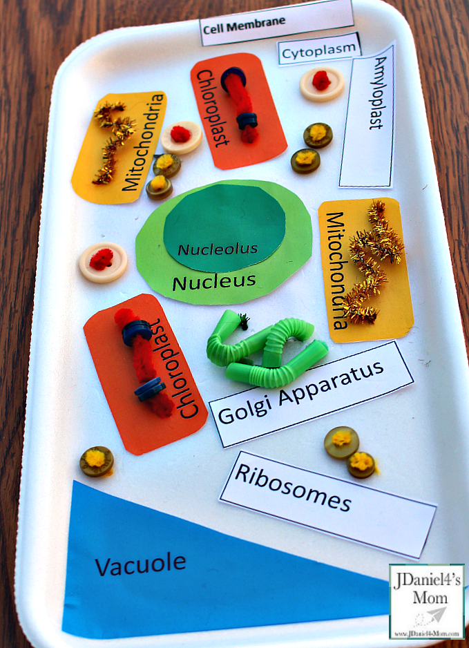 Plant Cell Model Activity For Kids With Printables To Use