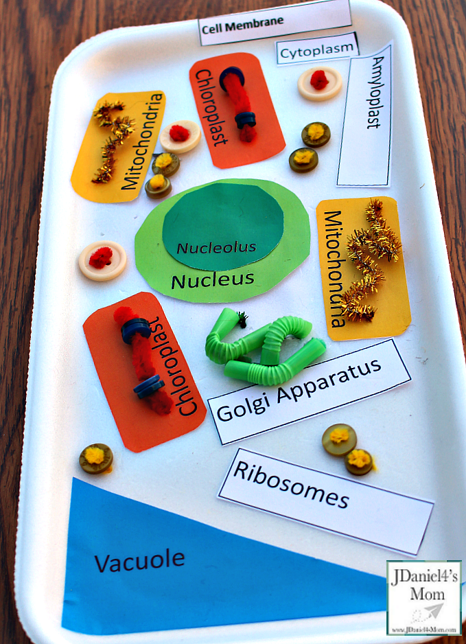 plant cell model for kids to make