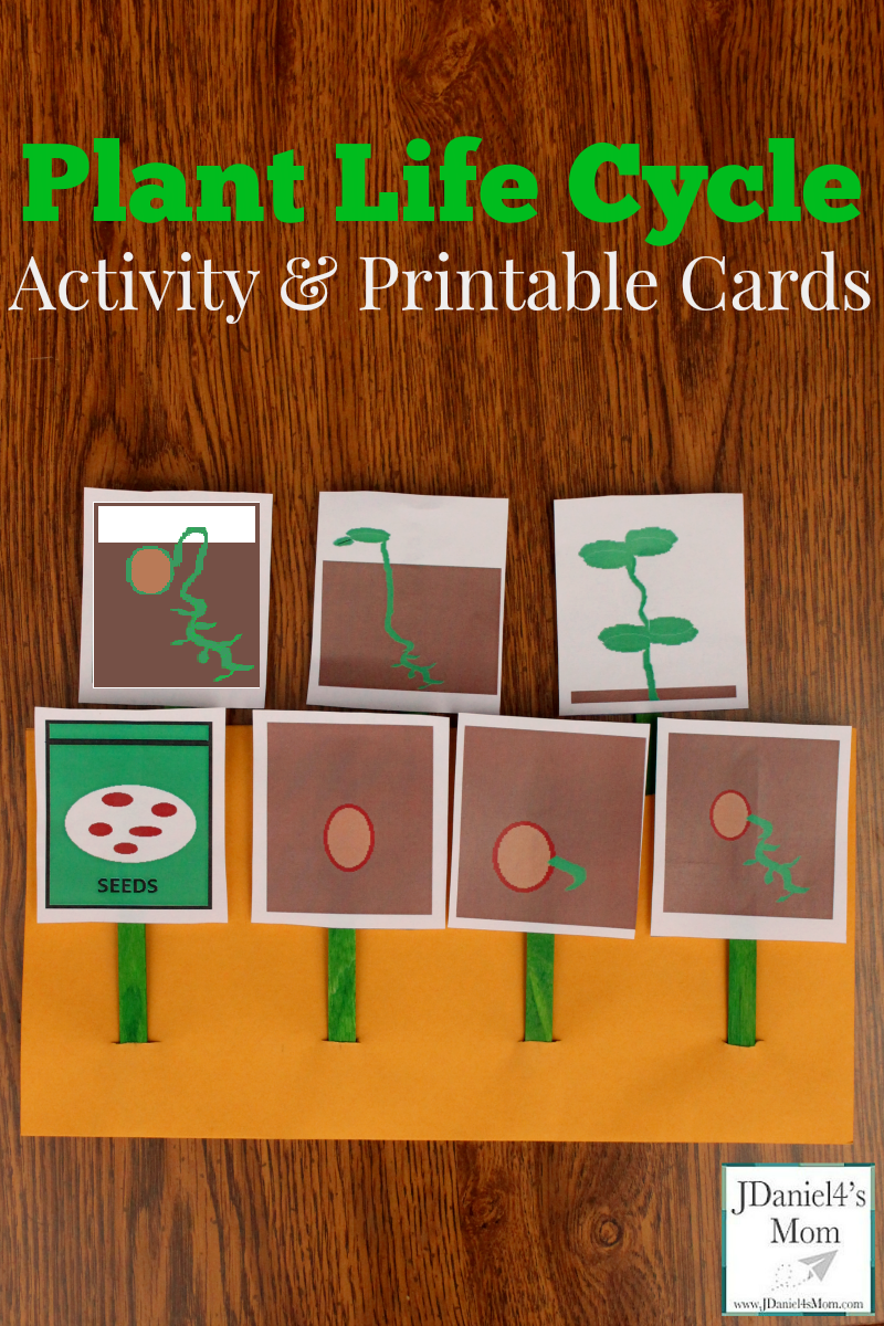 Plant Life Cycle Stages For Kids