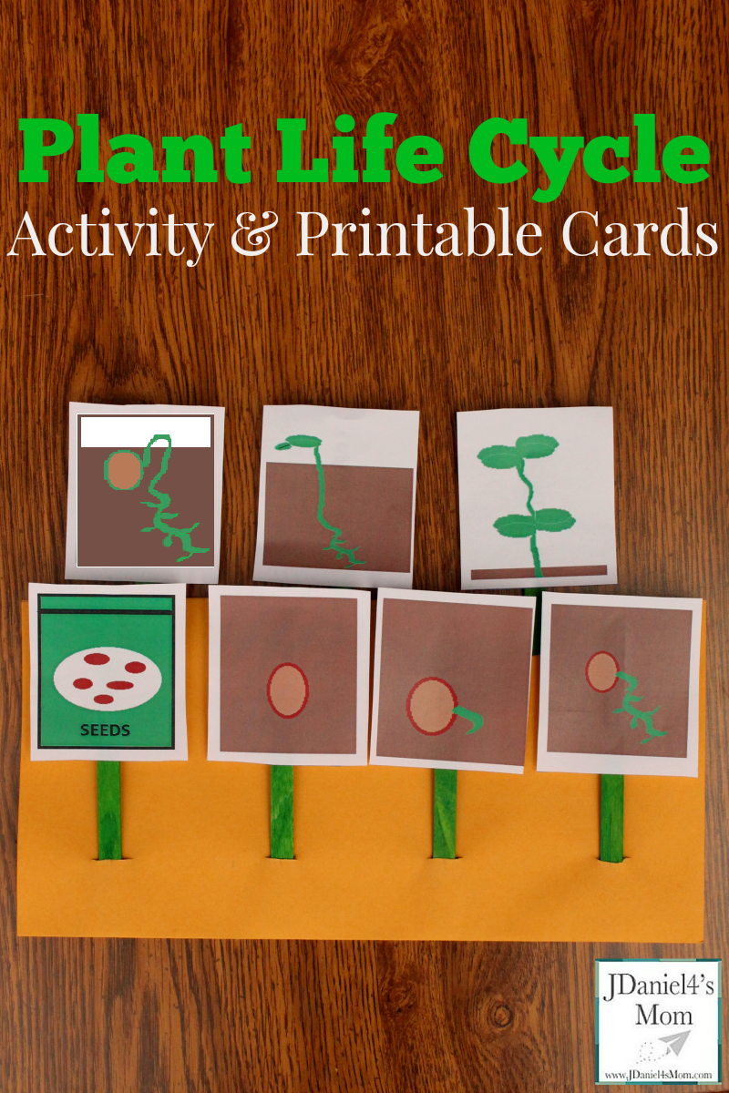 plant life cycle cut and paste worksheet