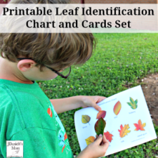 Printable Leaf Identification Chart and Cards Set