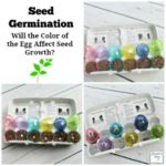 Seed Germination Will the Color of the Egg Affect Seed Growth? Let's find out by growing them in translucent Easter eggs.