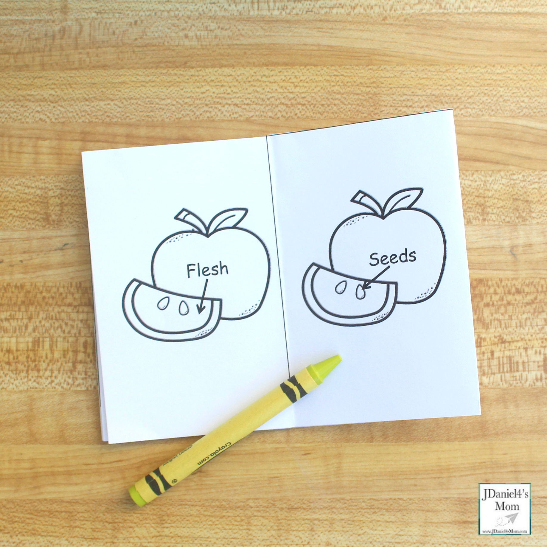 The Parts of an Apple Printable Read and Color Book - Flesh and Seeds