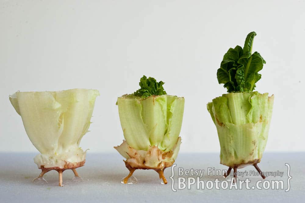 Awesome Gardening Projects for Kids to Explore - Growing lettuce out of lettuce.