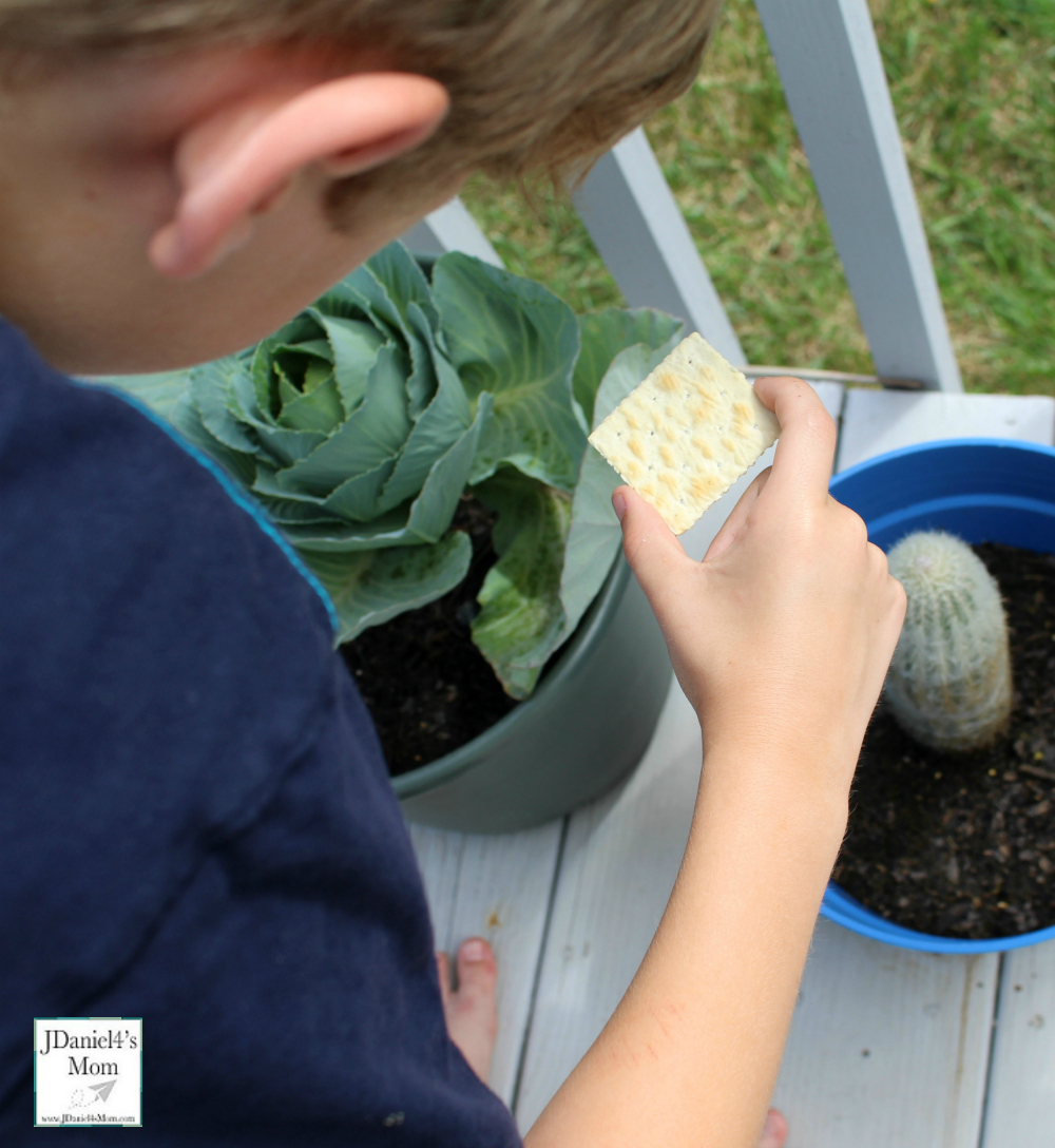 Do Crackers Make Good Pinhole Lens STEM Activity with Recording Sheet (Looking at Cabbage)