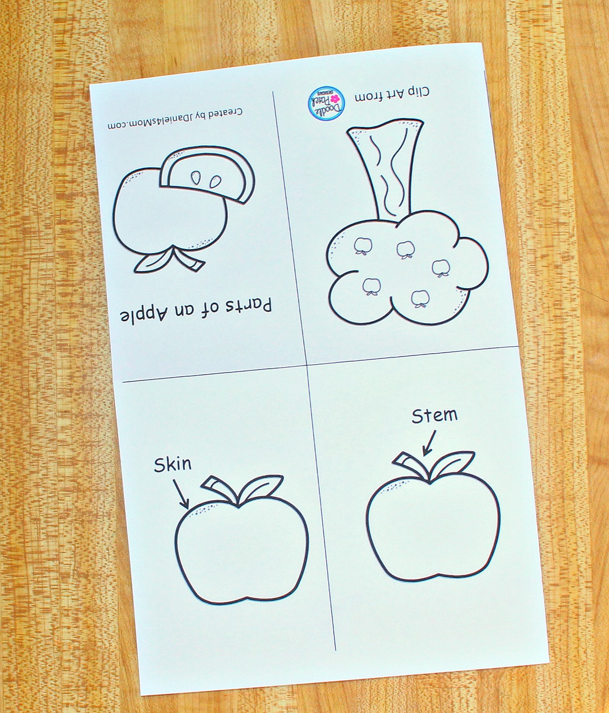 Parts of an Apple Printable Read and Color Mini Book  - Folded in Half