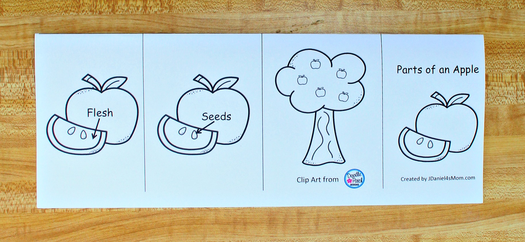 The Parts of an Apple Printable Read and Color Book With Parts Of An Apple Worksheet