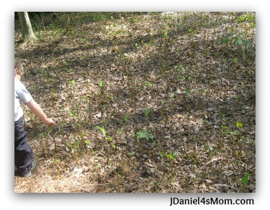 Nature for Kids - Observing Spring