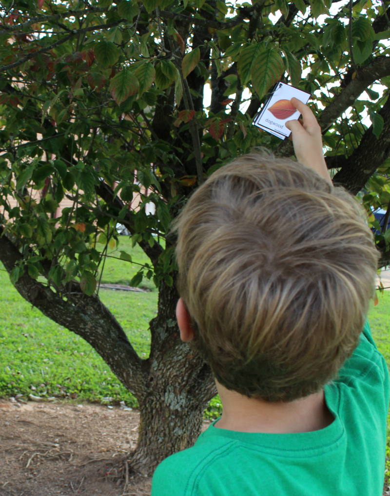 Printable Leaf Identification Chart and Cards Set - Looking for the leaves in the trees on the cards.