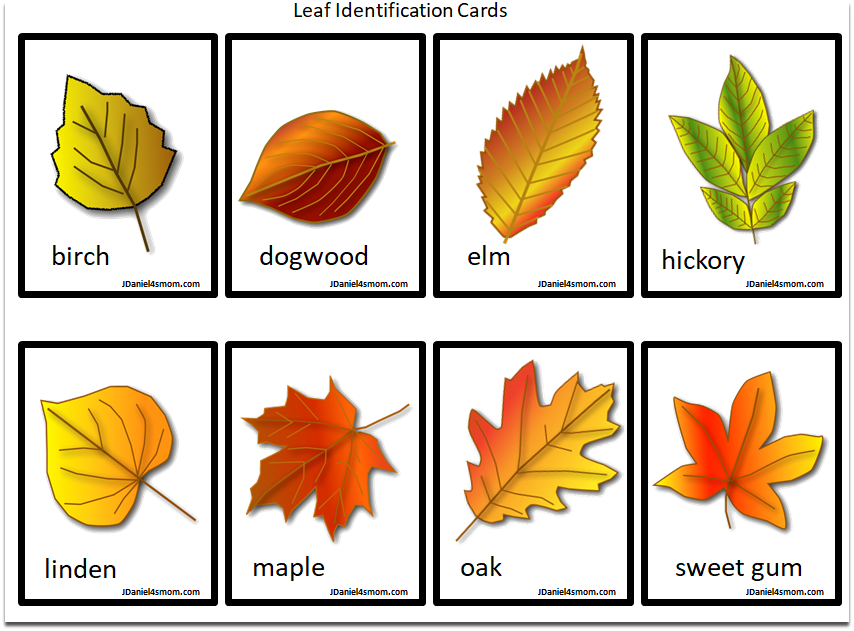 Printable Leaf Identification Chart and Cards Set