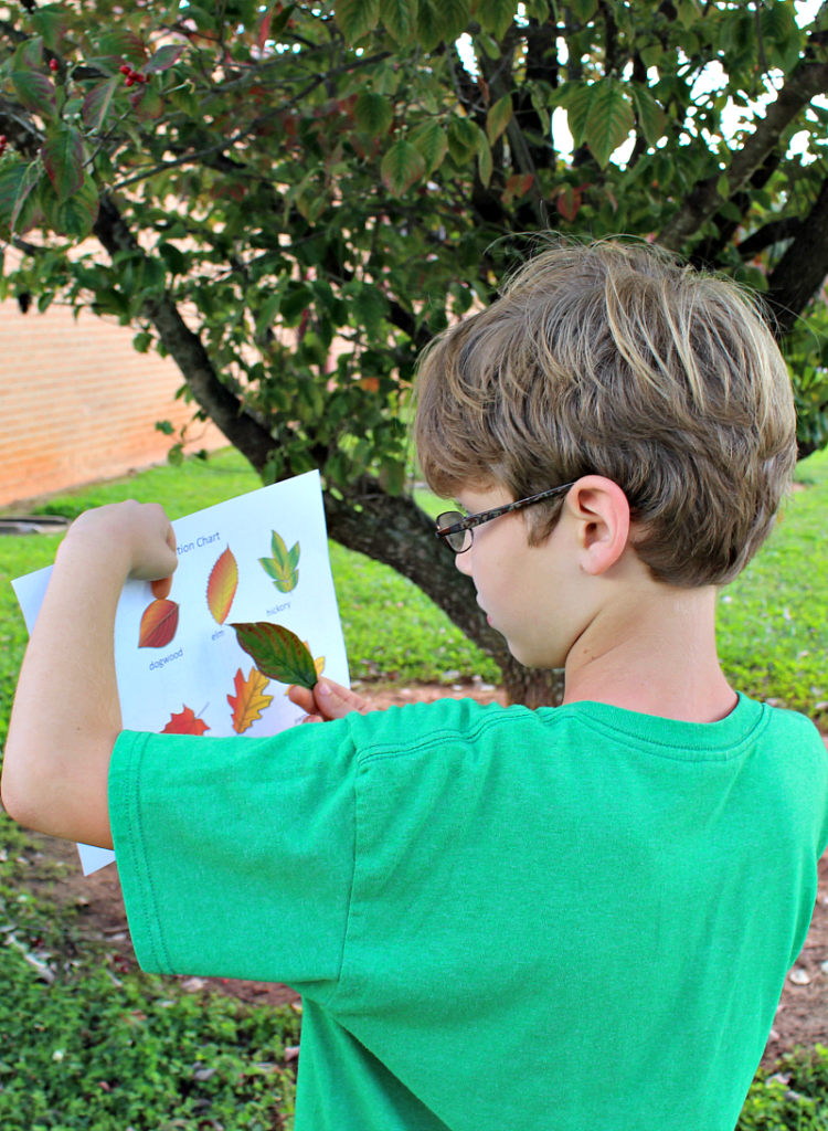 Printable Leaf Identification Chart and Cards Set