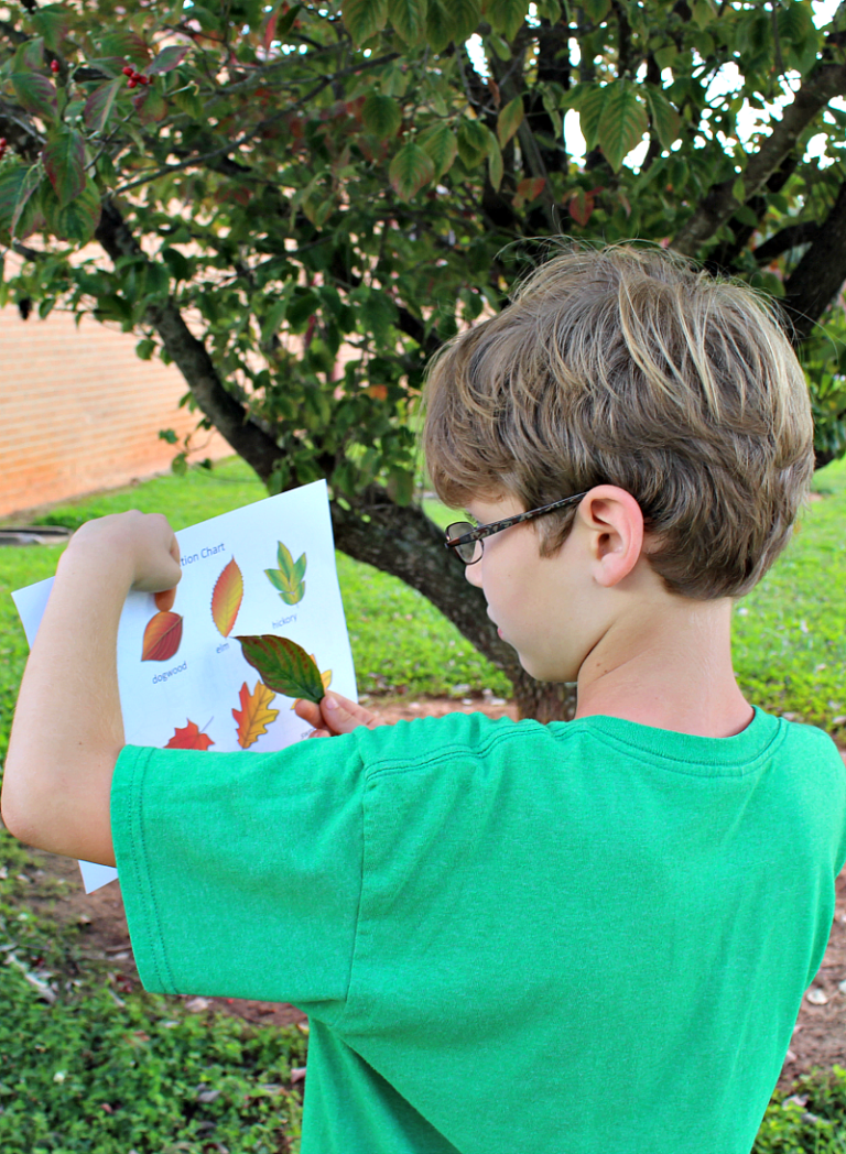 printable-leaf-identification-chart-and-cards-set